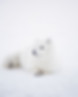 Winter Fox